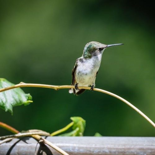 origami hummingbird instructions