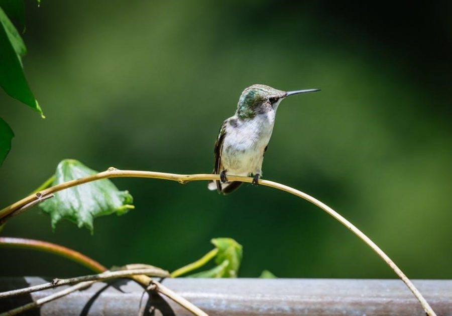 origami hummingbird instructions
