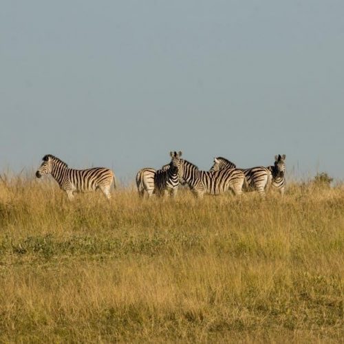 zebra ds2278 manual