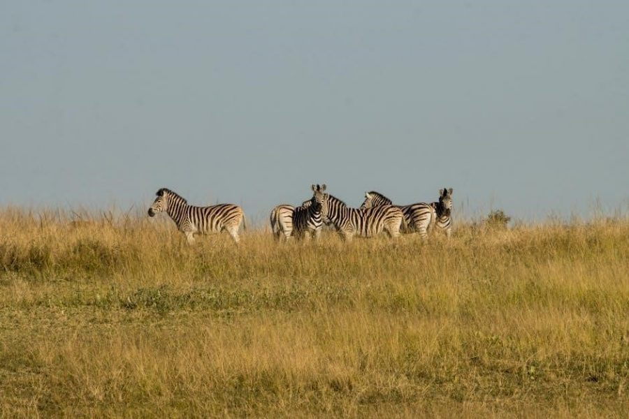 zebra ds2278 manual