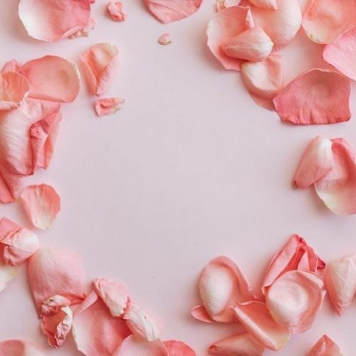 the rose that grew from concrete pdf