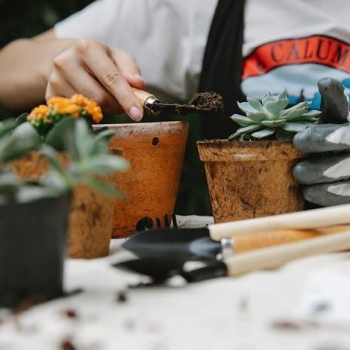 zone 8 planting guide flowers