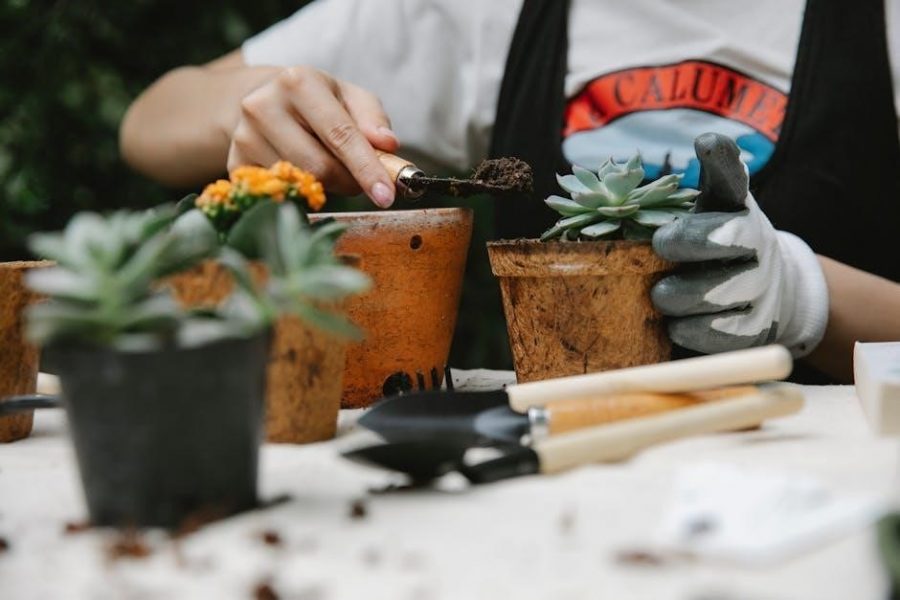 zone 8 planting guide flowers